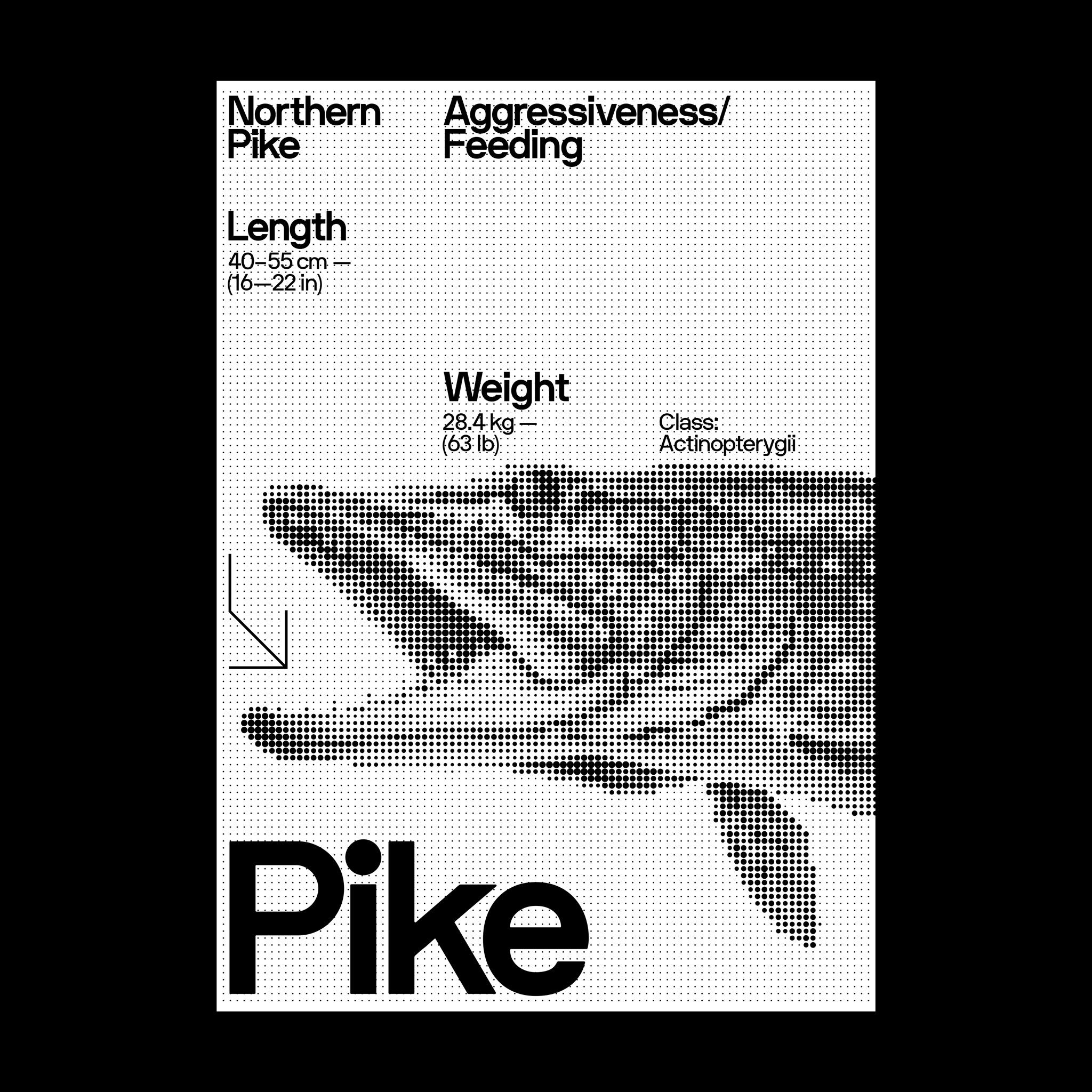 A minimalist Swiss-style informational poster featuring a Northern Pike rendered in halftone dot pattern. The design combines clean typography with scientific data presentation, using stark black and white contrast to create visual hierarchy and technical sophistication.