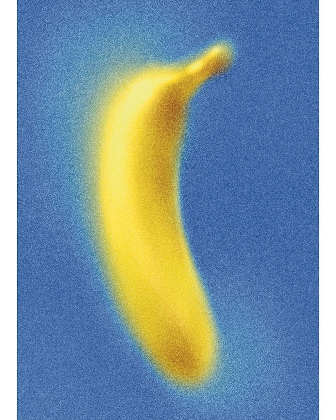 This image uses a high-contrast approach, featuring a singular organic shape illuminated with a soft, vibrant glow against a deep indigo field. The design emphasizes luminosity and form through smooth gradients, creating a clean, almost ethereal visual experience.