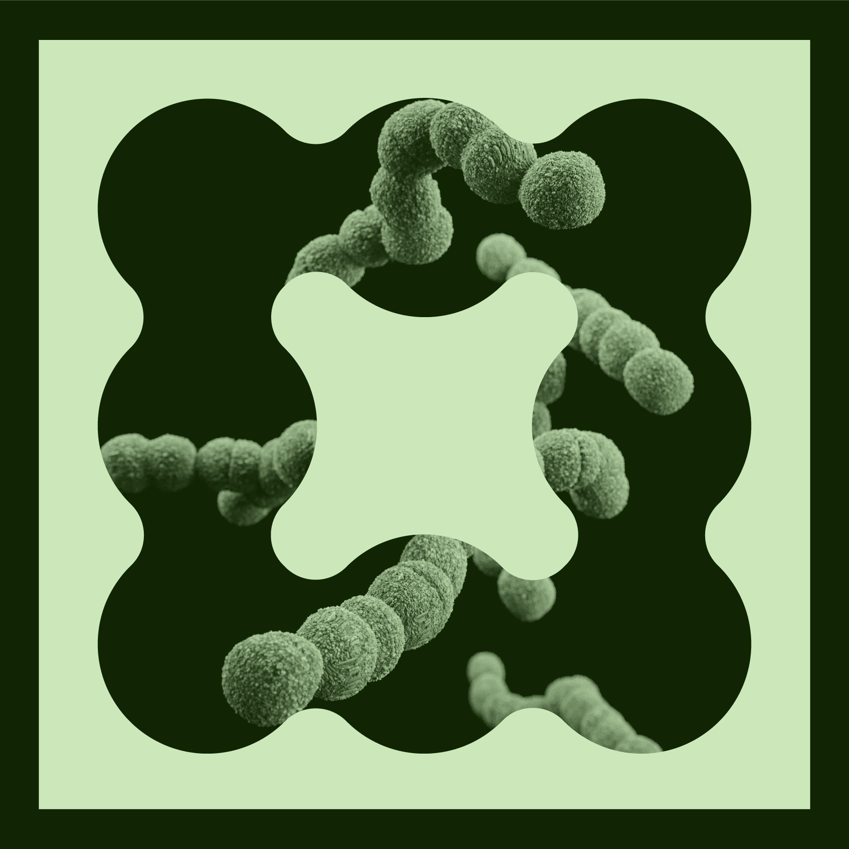 This image presents a high-contrast microscopic view of clustered cellular structures, employing organic framing shapes against a deep background. The visual language is clean and scientific, emphasizing texture, scale, and the inherent complexity of biological specimens.